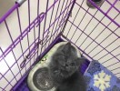 ������Ҹ����˼ң�Ʒ���������ذ�����è